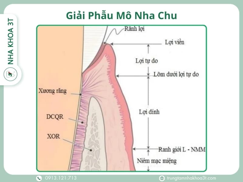 Giai Phau Mo Nha Chu