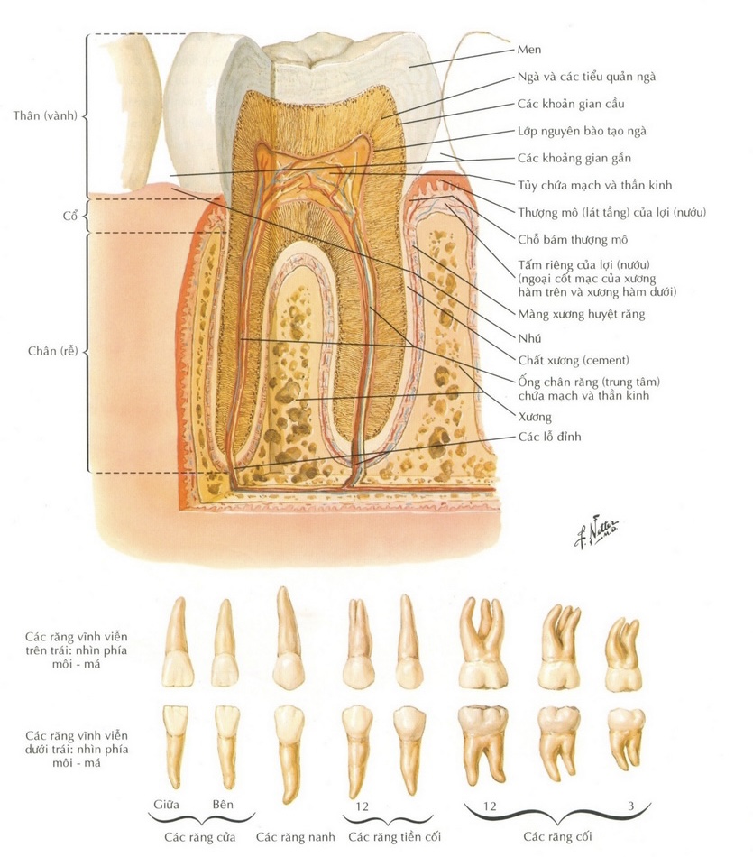 Giải phẫu răng, cấu tạo răng người